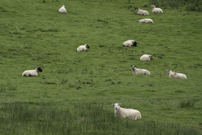 Sheep resting in a grassy field