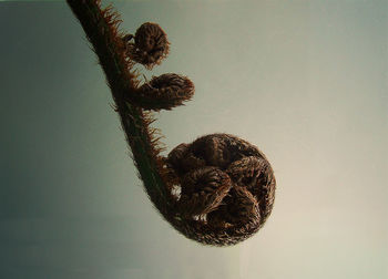 Close-up of plant