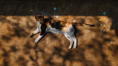 High angle view of a dog