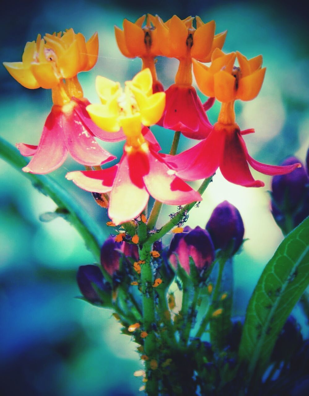 flower, petal, freshness, fragility, growth, flower head, beauty in nature, blooming, close-up, plant, nature, focus on foreground, bud, in bloom, stem, blossom, leaf, selective focus, outdoors, no people