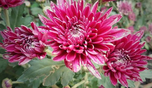 Close-up of pink flowering plant