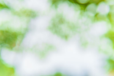 Full frame shot of plants