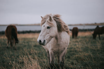 Horse standing on field against sky