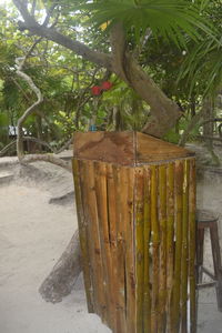 Close-up of bamboo plants growing on field