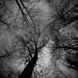 Low angle view of bare tree against sky