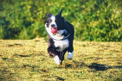 Dog on field