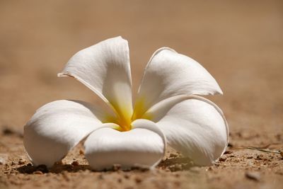 Close-up of white flowers on field