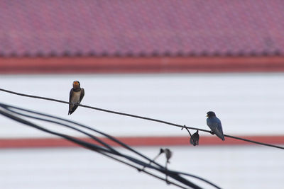 Bird perching on roof