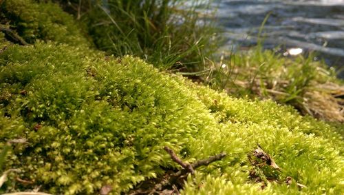 Plants growing on field