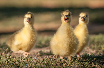 Close-up of birds on field