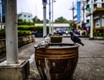 Close-up of bird perching on retaining wall