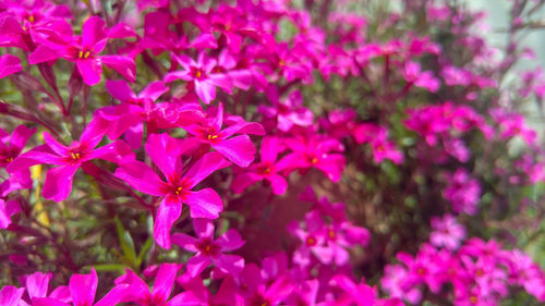 Close-up of pink flowering plant