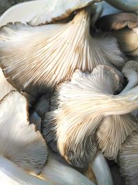 High angle view of pelican