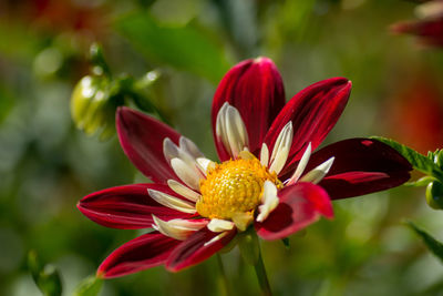 Close-up of red flower