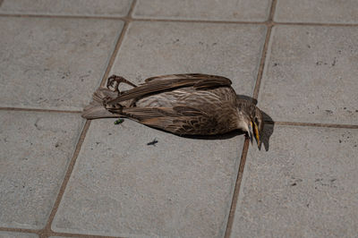 High angle view of a bird on tiled floor