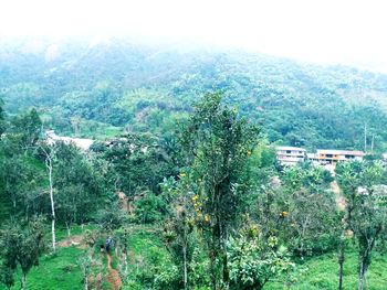 High angle view of trees in forest