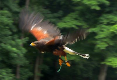 Bird flying over a tree