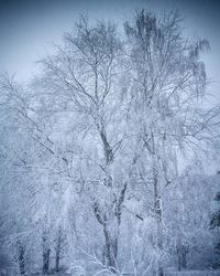 Bare trees against sky