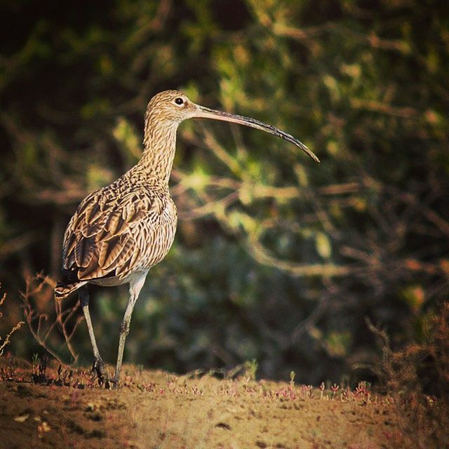 animal themes, animals in the wild, one animal, wildlife, bird, focus on foreground, full length, side view, perching, nature, day, outdoors, field, zoology, no people, close-up, beauty in nature, spread wings, forest, two animals