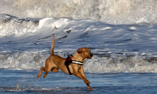 Full length of dog on beach