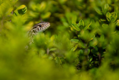 Close-up of lizard on land