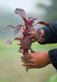 Midsection of man holding plant
