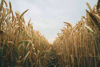 Close-up of stalks in field against sky