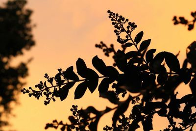 Close-up of silhouette tree against sky during sunset