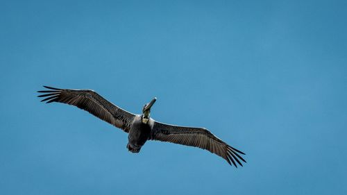 Low angle view of bird flying against clear blue sky