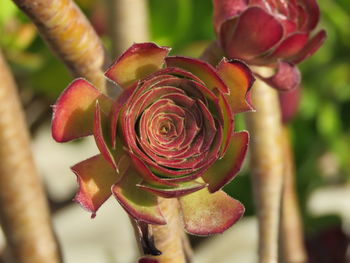 Close-up of red rose on plant