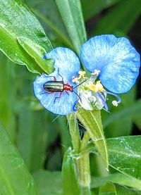 Close-up of insect pollinating on flower