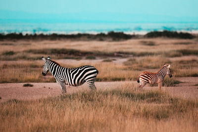 Zebras in tsavo east national park, kenya, africa