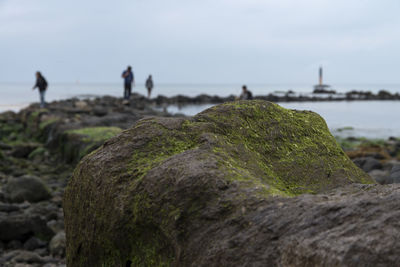 Close-up of moss on rock at jeju island