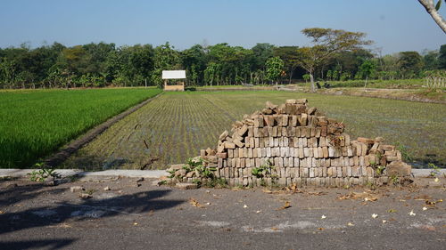 Scenic view of agricultural field against sky