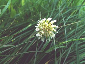 Close-up of flower blooming on field