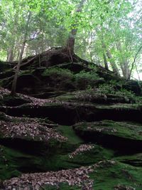 Trees in forest