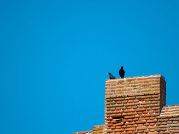 Low angle view of bird on wall against clear blue sky