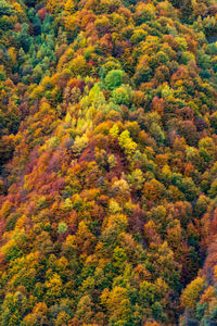 High angle view of trees in forest