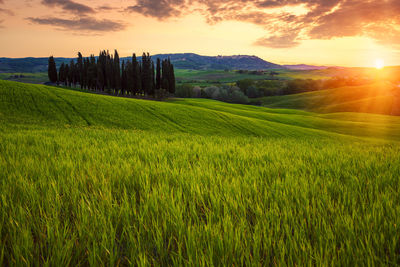 Scenic view of agricultural field against sky during sunset