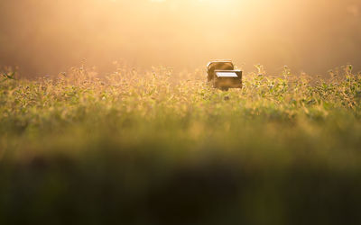 Close-up of toy on field