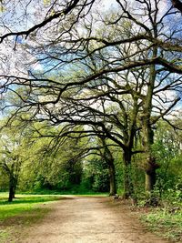 View of trees on landscape against clear sky