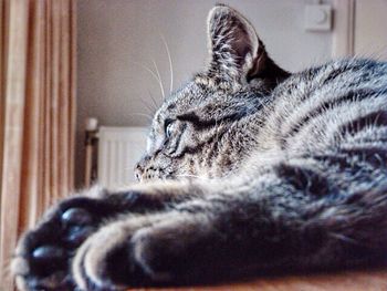 Close-up of cat resting