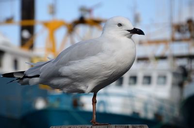 Close-up of seagull perching on wooden post