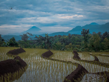 Scenic view of agricultural landscape against sky