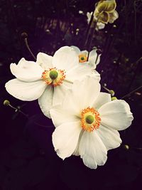 Close-up of white flower
