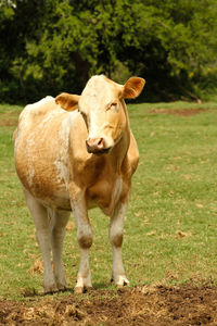 Portrait of cow standing on field