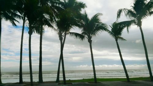 Palm trees on beach against sky