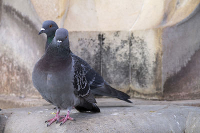 Close-up of pigeon perching on wall