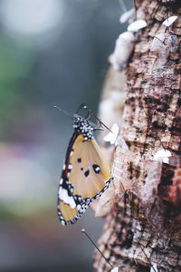 Close-up of butterfly on plant