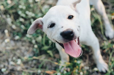 Close-up portrait of dog on land